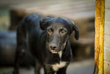 IGLIKA, Hund, Mischlingshund in Bulgarien - Bild 3