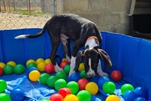 QUINN, Hund, Mischlingshund in Griechenland - Bild 6