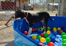 QUINN, Hund, Mischlingshund in Griechenland - Bild 9