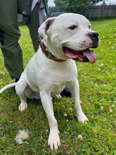 FLOCKY, Hund, American Staffordshire Terrier in Hamburg