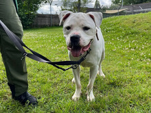 FLOCKY, Hund, American Staffordshire Terrier in Hamburg - Bild 2