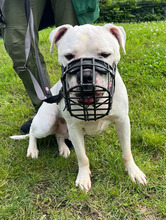 FLOCKY, Hund, American Staffordshire Terrier in Hamburg - Bild 3