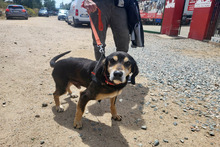 NONNO, Hund, Segugio Italiano-Mix in Italien - Bild 16