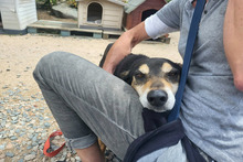 NONNO, Hund, Segugio Italiano-Mix in Italien - Bild 19