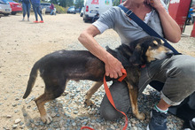 NONNO, Hund, Segugio Italiano-Mix in Italien - Bild 20