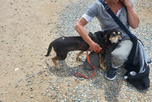 NONNO, Hund, Segugio Italiano-Mix in Italien - Bild 21