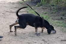 NONNO, Hund, Segugio Italiano-Mix in Italien - Bild 3