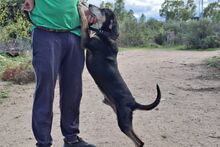 NONNO, Hund, Segugio Italiano-Mix in Italien - Bild 7