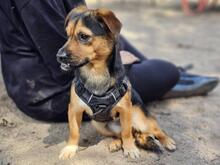 FEFE, Hund, Mischlingshund in Italien - Bild 13
