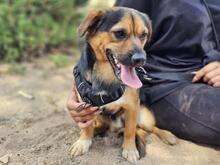 FEFE, Hund, Mischlingshund in Italien - Bild 14