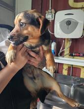 FEFE, Hund, Mischlingshund in Italien - Bild 17