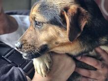 FEFE, Hund, Mischlingshund in Italien - Bild 18