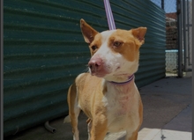 BALL, Hund, Podenco Andaluz in Spanien - Bild 1