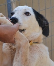 ALIKI, Hund, Mischlingshund in Griechenland - Bild 1