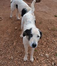 ALIKI, Hund, Mischlingshund in Griechenland - Bild 4