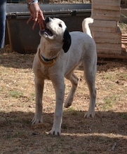 ALIKI, Hund, Mischlingshund in Griechenland - Bild 6