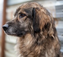 BO, Hund, Mischlingshund in Rumänien - Bild 2