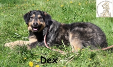 DEX, Hund, Mischlingshund in Bosnien und Herzegowina - Bild 1