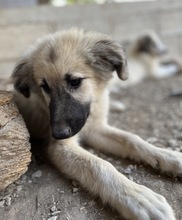 LOREDANA, Hund, Mischlingshund in Griechenland - Bild 10