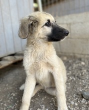 LOREDANA, Hund, Mischlingshund in Griechenland - Bild 11