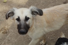 LOREDANA, Hund, Mischlingshund in Griechenland - Bild 2