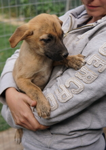 NARZISSE, Hund, Mischlingshund in Griechenland - Bild 10