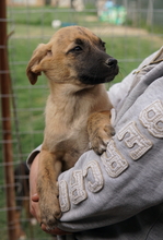 NARZISSE, Hund, Mischlingshund in Griechenland - Bild 11