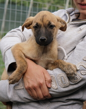 NARZISSE, Hund, Mischlingshund in Griechenland - Bild 12