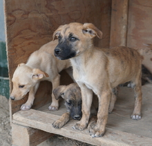 NARZISSE, Hund, Mischlingshund in Griechenland - Bild 13