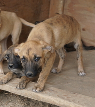 NARZISSE, Hund, Mischlingshund in Griechenland - Bild 14