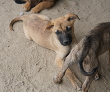 NARZISSE, Hund, Mischlingshund in Griechenland - Bild 15