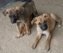 NARZISSE, Hund, Mischlingshund in Griechenland - Bild 16