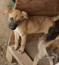 NARZISSE, Hund, Mischlingshund in Griechenland - Bild 4