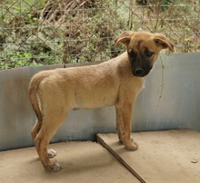 NARZISSE, Hund, Mischlingshund in Griechenland - Bild 8