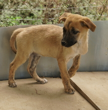 NARZISSE, Hund, Mischlingshund in Griechenland - Bild 9