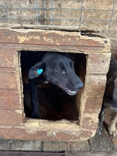 SUKI, Hund, Mischlingshund in Rumänien - Bild 2