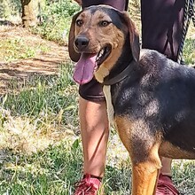 HANNI, Hund, Griechische Bracke-Mix in Griechenland