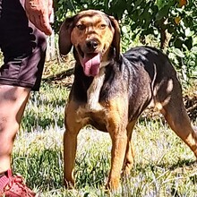 HANNI, Hund, Griechische Bracke-Mix in Griechenland - Bild 2