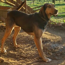 HANNI, Hund, Griechische Bracke-Mix in Emden