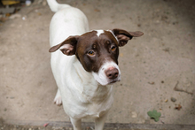 ELINA, Hund, Mischlingshund in Kroatien - Bild 4