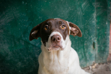 ELINA, Hund, Mischlingshund in Kroatien - Bild 5