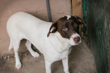 ELINA, Hund, Mischlingshund in Kroatien - Bild 6