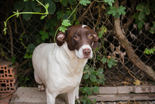 ELINA, Hund, Mischlingshund in Kroatien - Bild 8