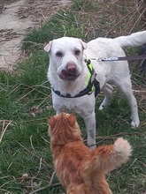 CEZAR, Hund, Shar Pei-Mix in Ungarn - Bild 4