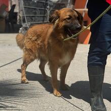 NICOLAS, Hund, Deutscher Schäferhund-Mix in Spanien - Bild 2