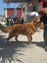 NICOLAS, Hund, Deutscher Schäferhund-Mix in Spanien - Bild 5