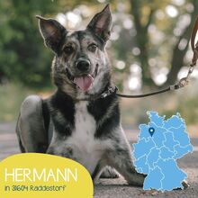 HERMANN, Hund, Mischlingshund in Raddestorf - Bild 1