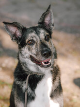 HERMANN, Hund, Mischlingshund in Raddestorf - Bild 2