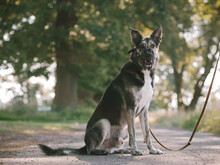 HERMANN, Hund, Mischlingshund in Raddestorf - Bild 3