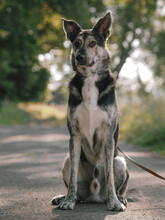 HERMANN, Hund, Mischlingshund in Raddestorf - Bild 4